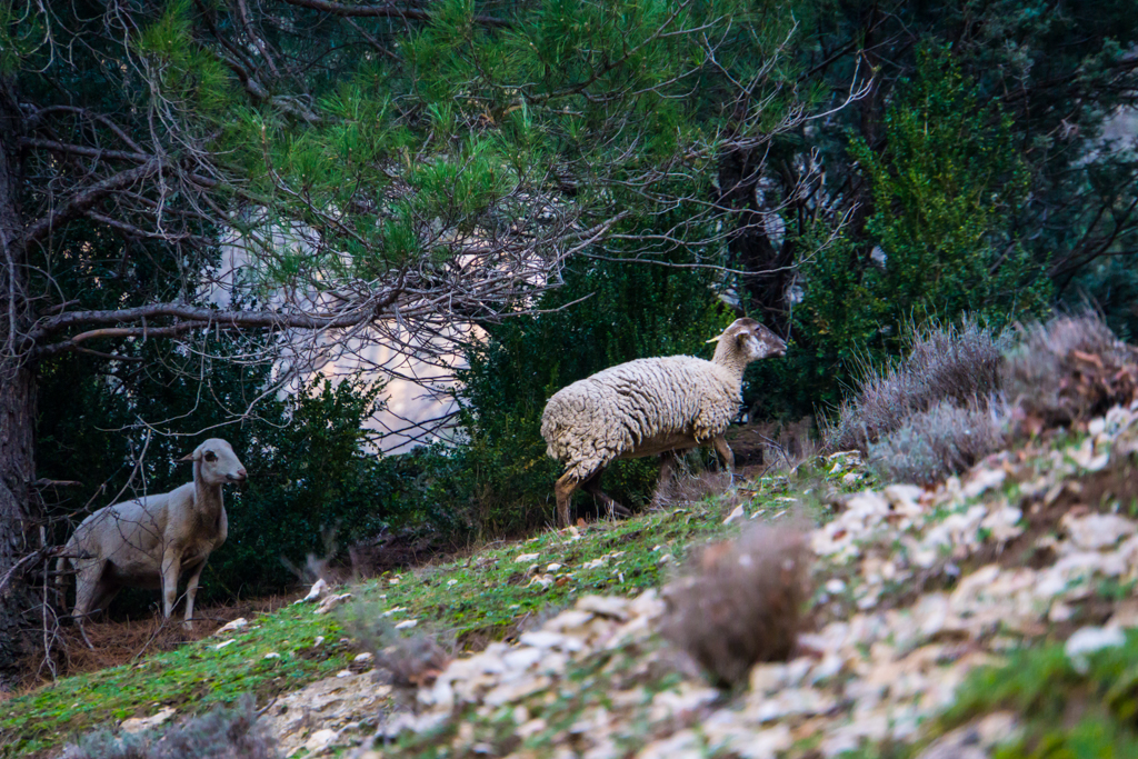 Sheep Sierra de Cazorla